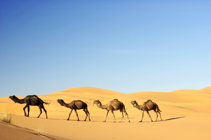 17 Camels